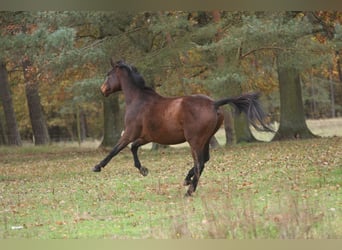 Koń holsztyński, Wałach, 4 lat, 180 cm, Gniada