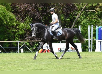 Koń holsztyński, Wałach, 5 lat, 164 cm, Może być siwy