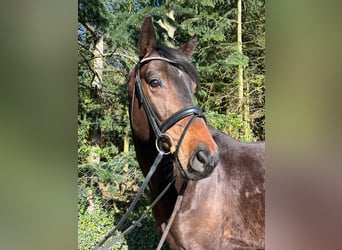 Koń holsztyński, Wałach, 5 lat, 167 cm, Ciemnogniada