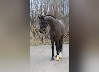 Koń holsztyński, Wałach, 5 lat, 167 cm, Gniada