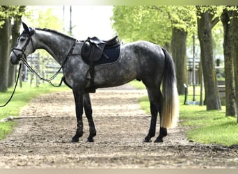 Koń holsztyński, Wałach, 5 lat, 167 cm, Karosiwa
