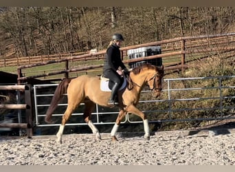 Koń holsztyński, Wałach, 5 lat, 168 cm, Kasztanowata