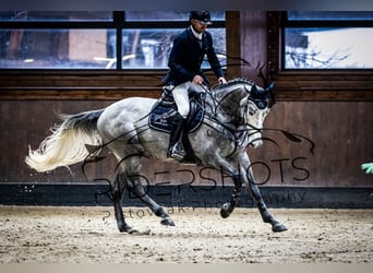 Koń holsztyński, Wałach, 5 lat, 168 cm, Siwa