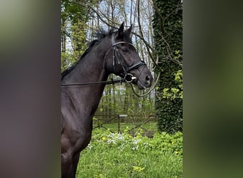 Koń holsztyński, Wałach, 5 lat, 170 cm, Kara