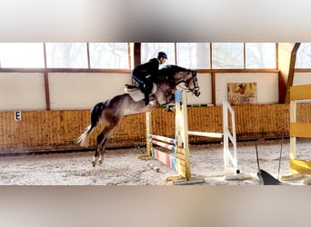 Koń holsztyński, Wałach, 5 lat, 170 cm, Siwa