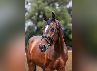 Koń holsztyński, Wałach, 5 lat, 172 cm, Gniada