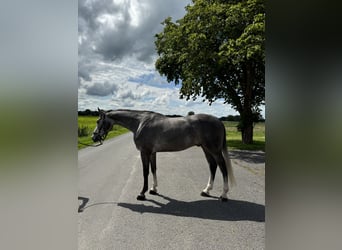 Koń holsztyński, Wałach, 5 lat, 172 cm, Siwa