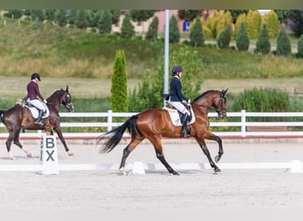 Koń holsztyński, Wałach, 5 lat, 174 cm, Ciemnogniada