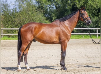 Koń holsztyński, Wałach, 5 lat, 175 cm, Gniada