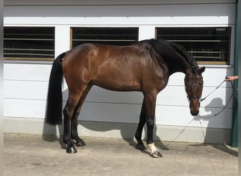 Koń holsztyński, Wałach, 5 lat, 180 cm, Gniada