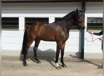 Koń holsztyński, Wałach, 5 lat, 180 cm, Gniada
