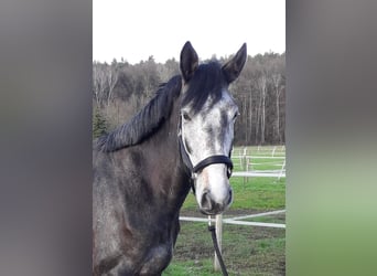 Koń holsztyński, Wałach, 5 lat, Może być siwy