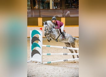 Koń holsztyński, Wałach, 5 lat, Siwa