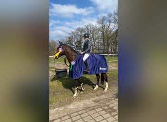 Koń holsztyński, Wałach, 6 lat, 162 cm, Ciemnogniada