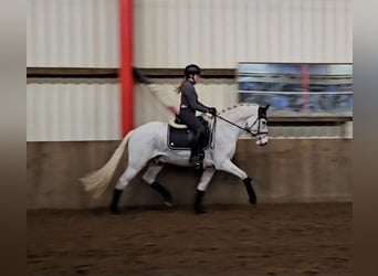 Koń holsztyński, Wałach, 6 lat, 164 cm, Siwa