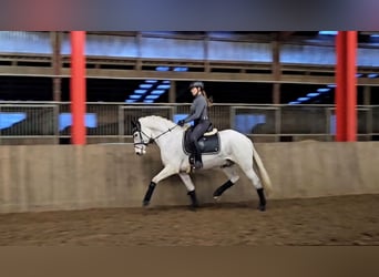 Koń holsztyński, Wałach, 6 lat, 164 cm, Siwa