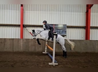 Koń holsztyński, Wałach, 6 lat, 165 cm, Siwa