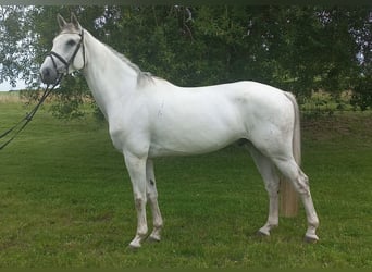 Koń holsztyński, Wałach, 6 lat, 167 cm, Siwa