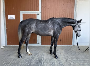 Koń holsztyński, Wałach, 6 lat, 168 cm, Siwa jabłkowita