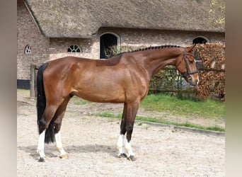 Koń holsztyński, Wałach, 6 lat, 169 cm, Gniada