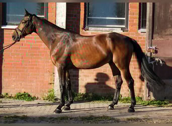 Koń holsztyński, Wałach, 6 lat, 170 cm, Ciemnogniada