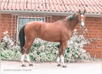 Koń holsztyński, Wałach, 6 lat, 170 cm, Gniada