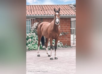 Koń holsztyński, Wałach, 6 lat, 170 cm, Gniada