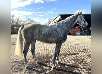 Koń holsztyński, Wałach, 6 lat, 172 cm, Siwa jabłkowita