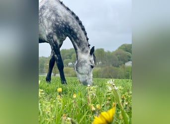 Koń holsztyński, Wałach, 6 lat, 173 cm, Siwa jabłkowita