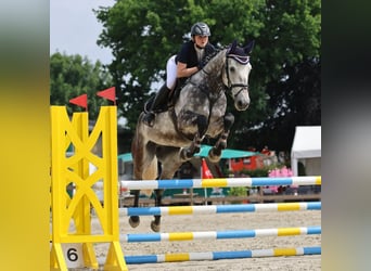 Koń holsztyński, Wałach, 6 lat, 173 cm, Siwa jabłkowita