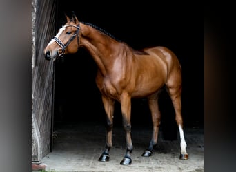 Koń holsztyński, Wałach, 6 lat, 175 cm, Gniada