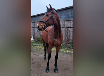 Koń holsztyński, Wałach, 6 lat, 175 cm, Gniada