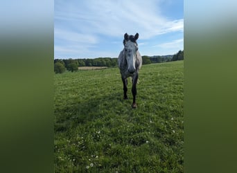 Koń holsztyński, Wałach, 6 lat, 178 cm, Siwa jabłkowita
