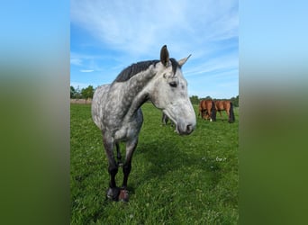 Koń holsztyński, Wałach, 6 lat, 178 cm, Siwa jabłkowita