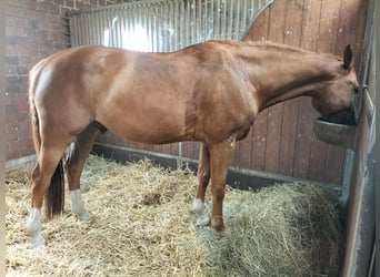 Koń holsztyński, Wałach, 6 lat, 180 cm, Kasztanowata
