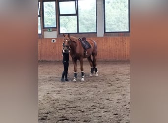 Koń holsztyński, Wałach, 6 lat, 180 cm, Kasztanowata