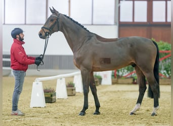 Koń holsztyński, Wałach, 6 lat, Gniada