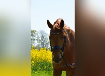 Koń holsztyński, Wałach, 7 lat, 160 cm, Kasztanowata