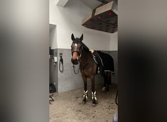 Koń holsztyński, Wałach, 7 lat, 167 cm, Gniada