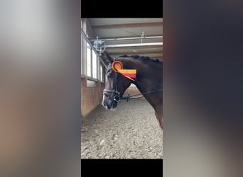 Koń holsztyński, Wałach, 7 lat, 168 cm, Gniada