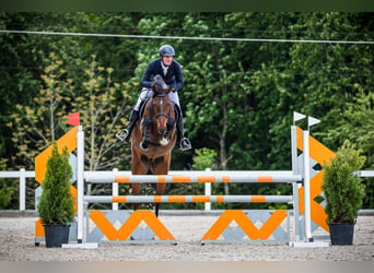 Koń holsztyński, Wałach, 7 lat, 170 cm, Gniada