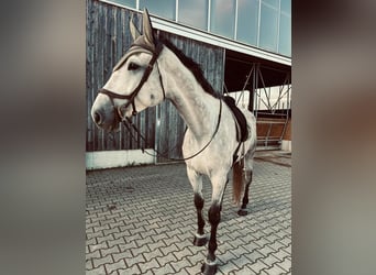 Koń holsztyński, Wałach, 7 lat, 175 cm, Karosiwa