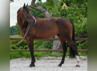 Koń holsztyński, Wałach, 7 lat, 179 cm, Gniada