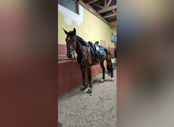 Koń holsztyński, Wałach, 7 lat, 180 cm, Gniada