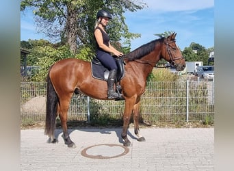 Koń holsztyński, Wałach, 8 lat, 161 cm, Gniada