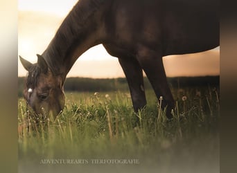 Koń holsztyński, Wałach, 8 lat, 167 cm, Ciemnogniada
