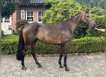 Koń holsztyński, Wałach, 8 lat, 170 cm, Ciemnogniada