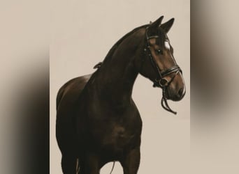 Koń holsztyński, Wałach, 8 lat, 171 cm, Gniada