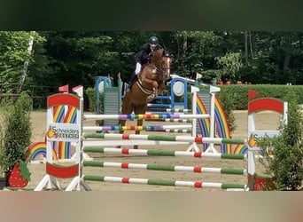 Koń holsztyński, Wałach, 8 lat, 173 cm, Kasztanowata
