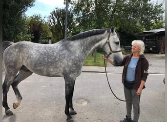 Koń holsztyński, Wałach, 9 lat, 168 cm, Siwa